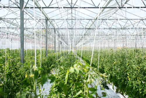 Agriculture
